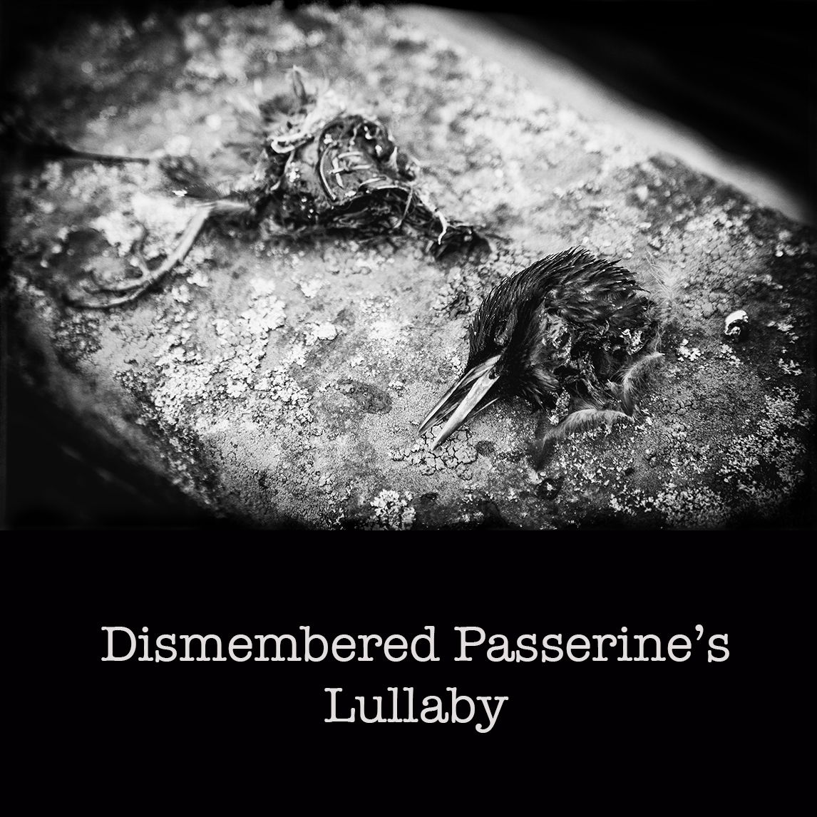 Dismembered Passerine's Lullaby