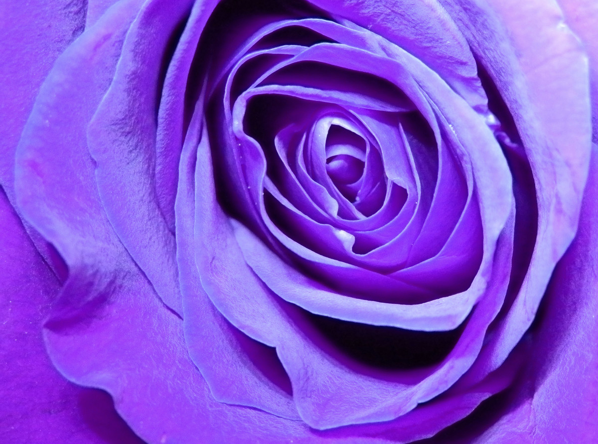 Purple Rose