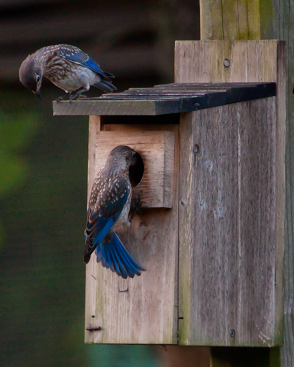 Peeping 