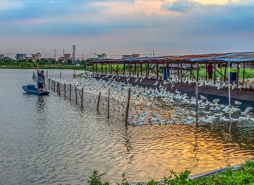 water duck family