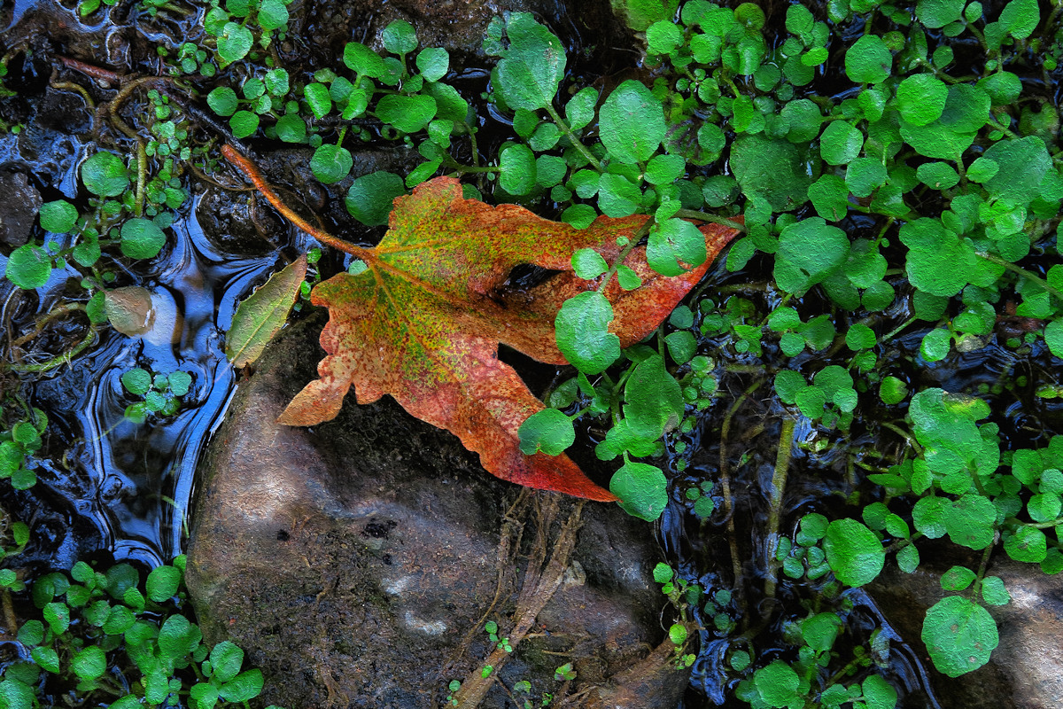 Green Canvas