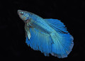 Blue Betta