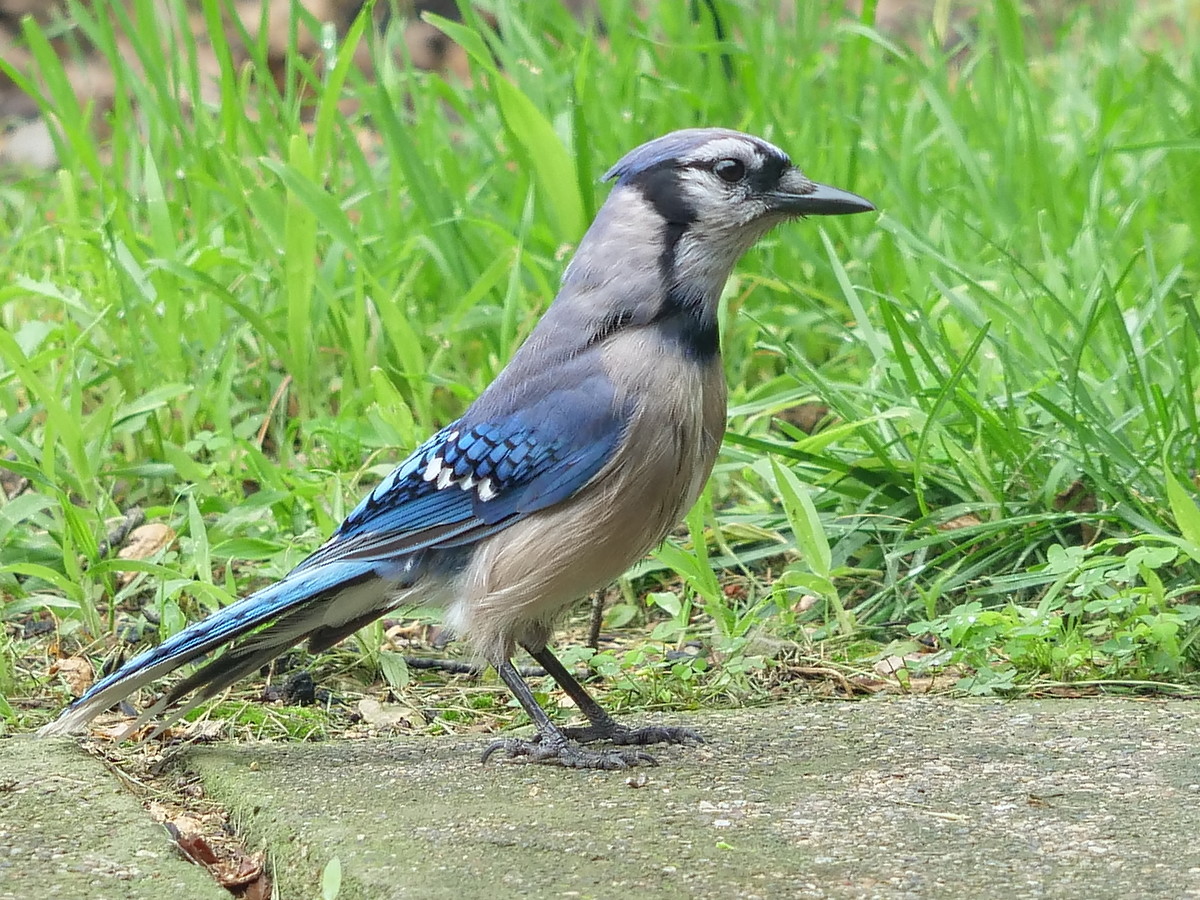Bluejay