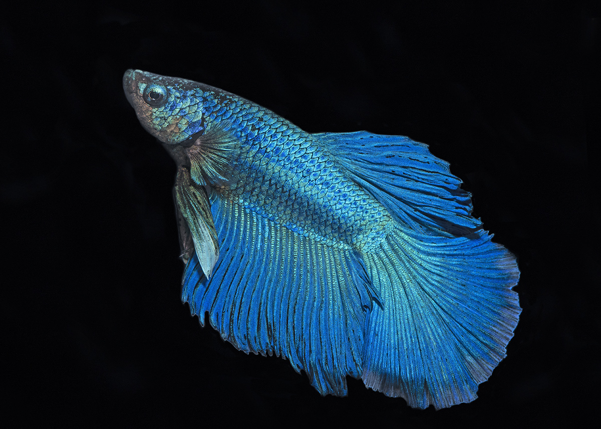 Blue Betta