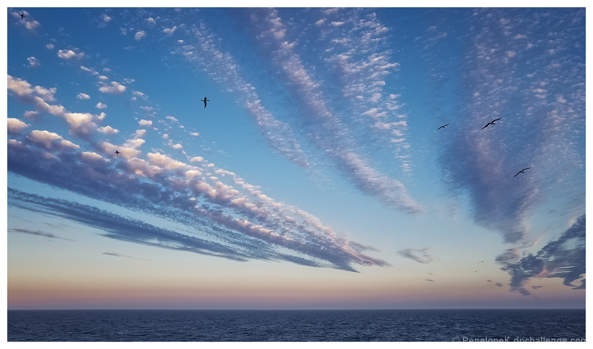 Blue Sunset & Seabirds