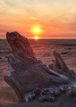 Driftwood 