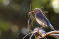 Early Morning Nest Building