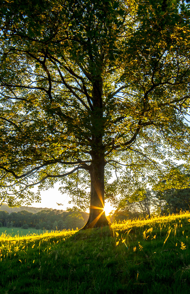 Sun kissed oak