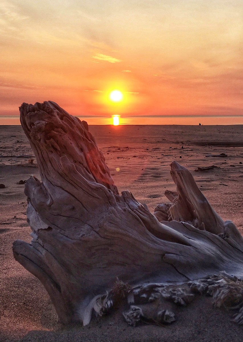 Driftwood 