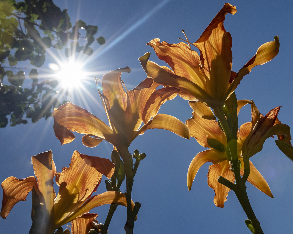 Daylily Morning