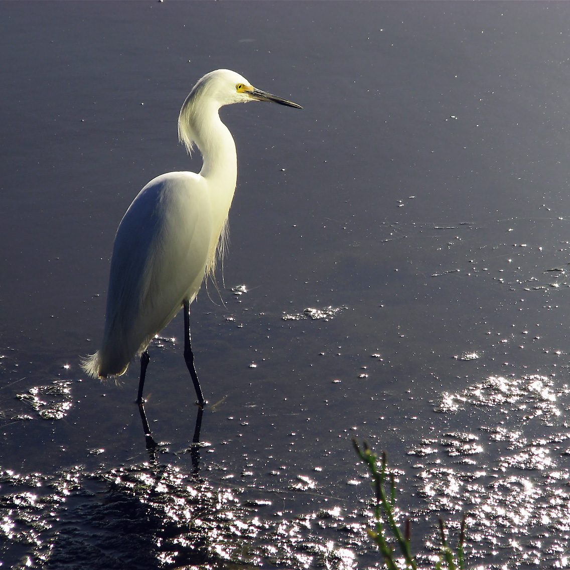 Egret