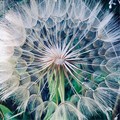 Mother Nature’s Art