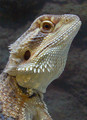 Head shot of lizard
