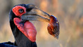 Portrait of a Southern Ground Hornbill