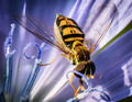 Hoverfly on Chicory