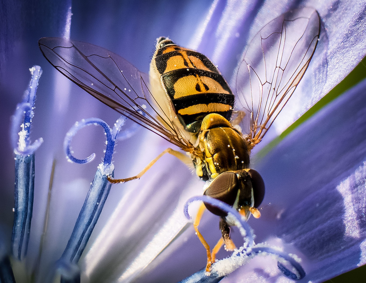 Hoverfly on Chicory