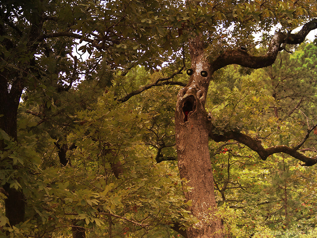 Deep in the forrest