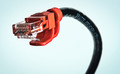 Red-Headed Ethernet Viper