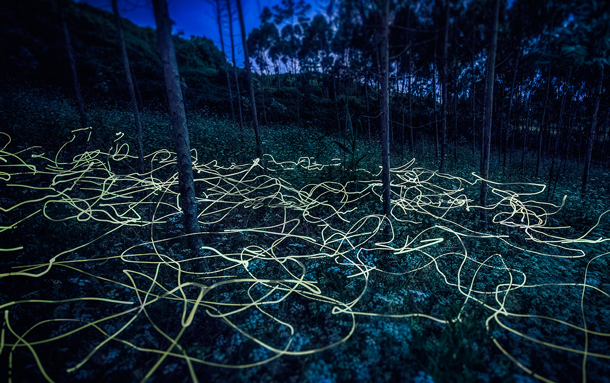 Blue Ghost fireflies