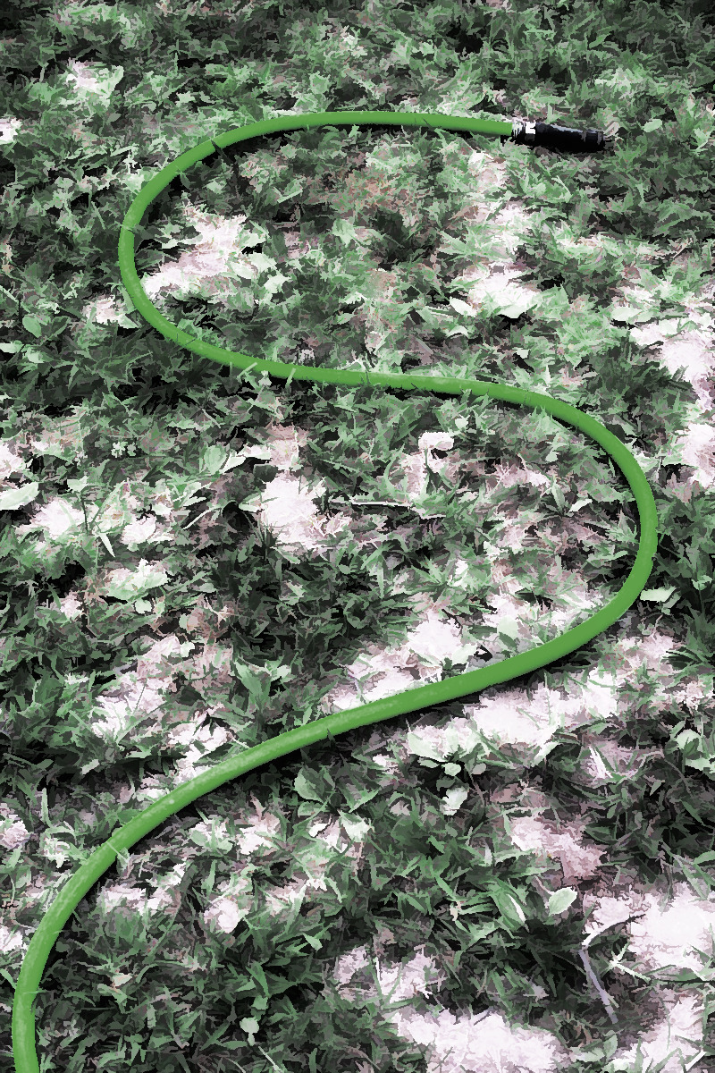 Nozzle Headed Garden Snake