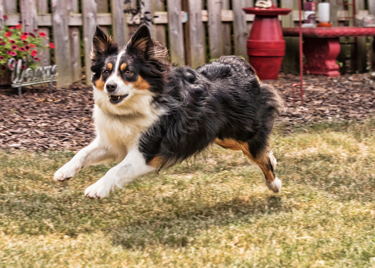 Did you say Squirrel?