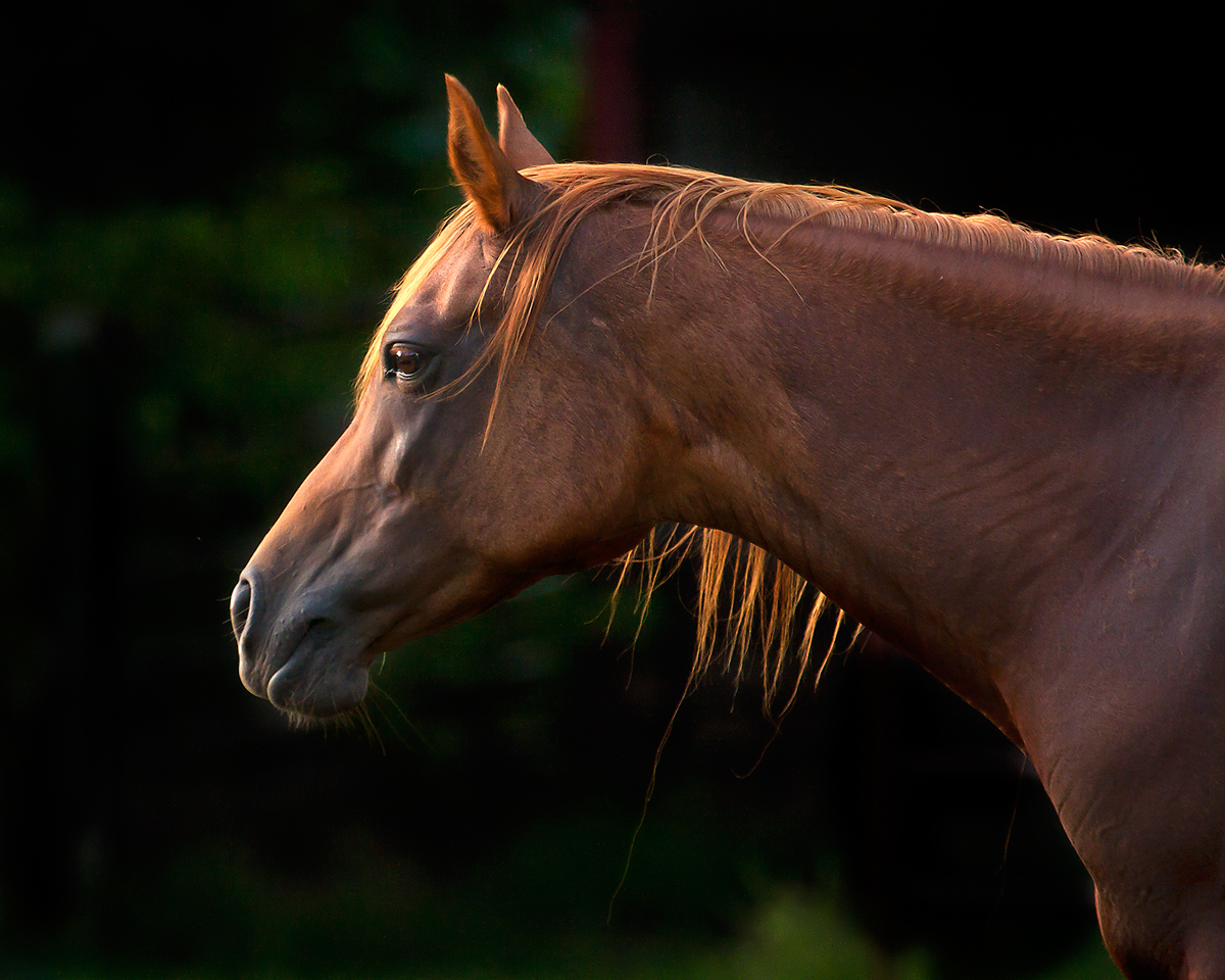 Golden Hour