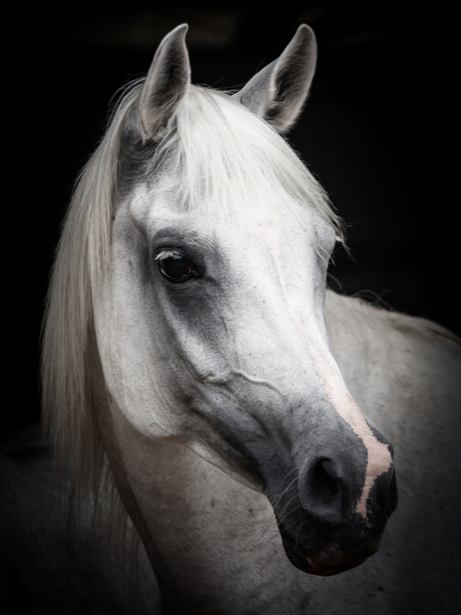 Arabian Mare 