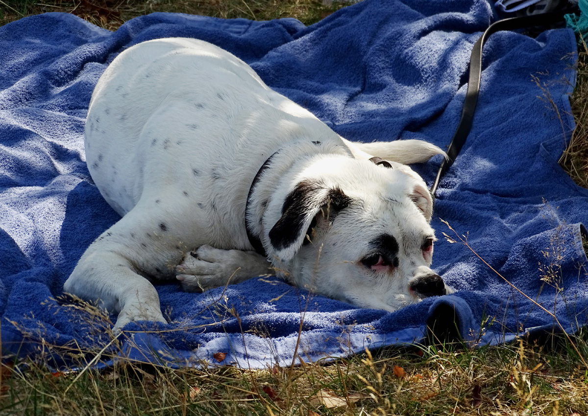 My Blanket is Blue 