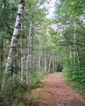 Path to Lost Pond