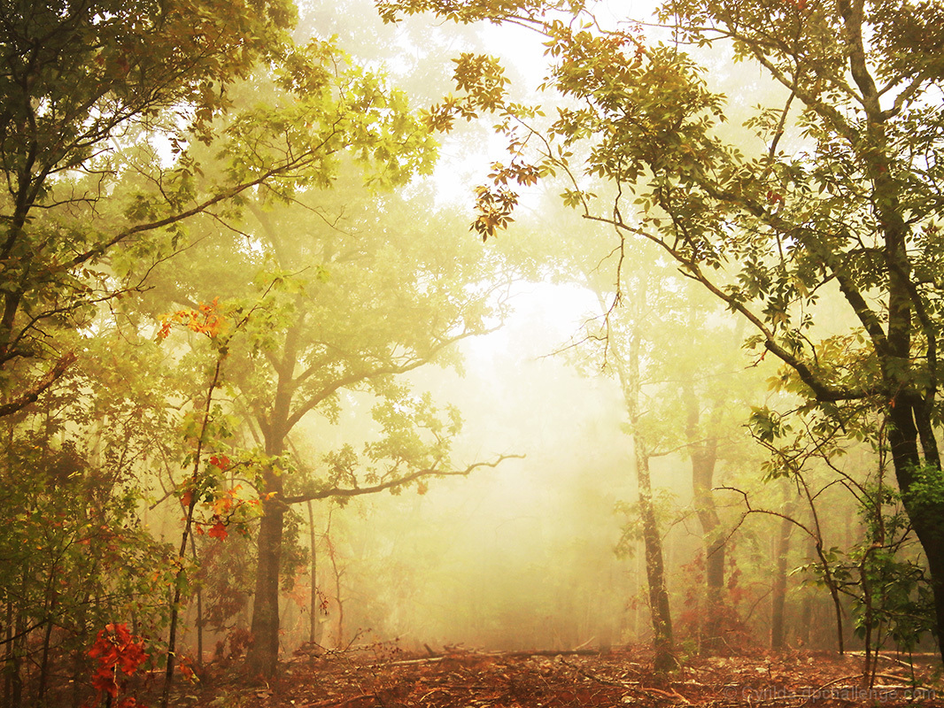 Early Morning Fog