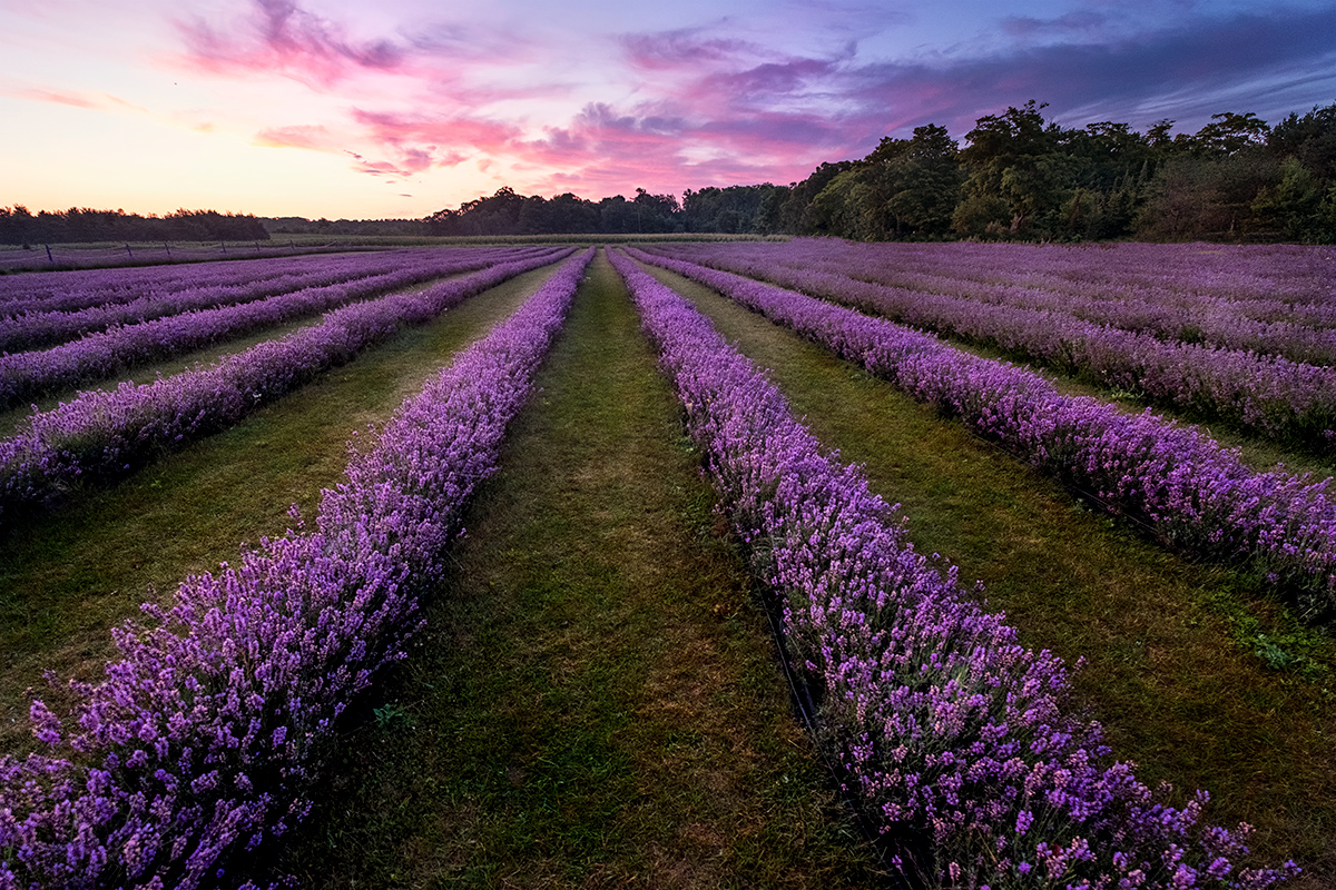 Morning lavender
