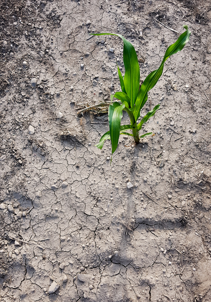 In desperate need for rain
