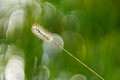 .. a brush with nature