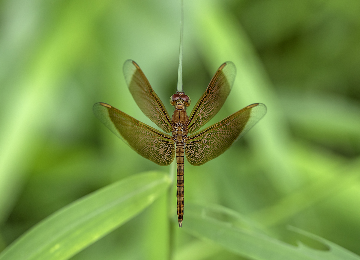 symmetrical pose