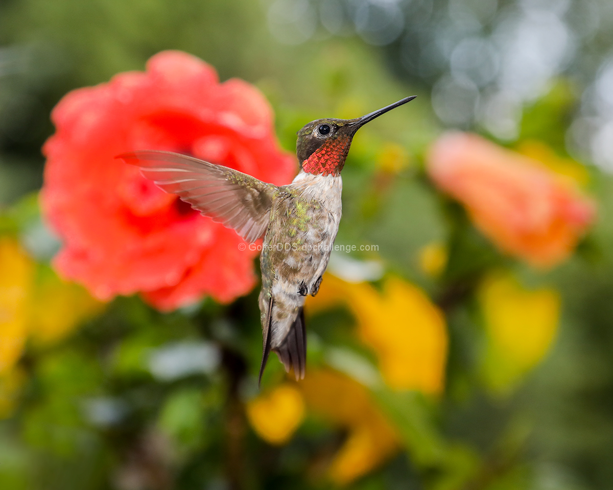 Searching For Nectar