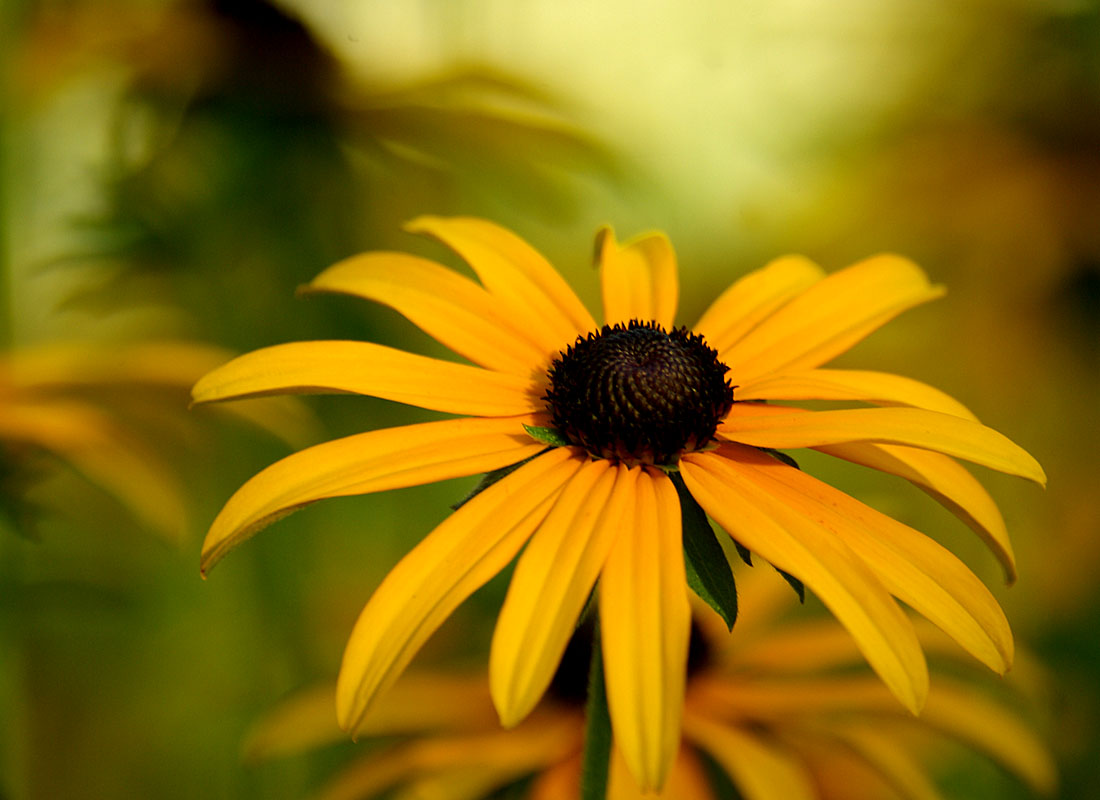 Black Eyed Susan