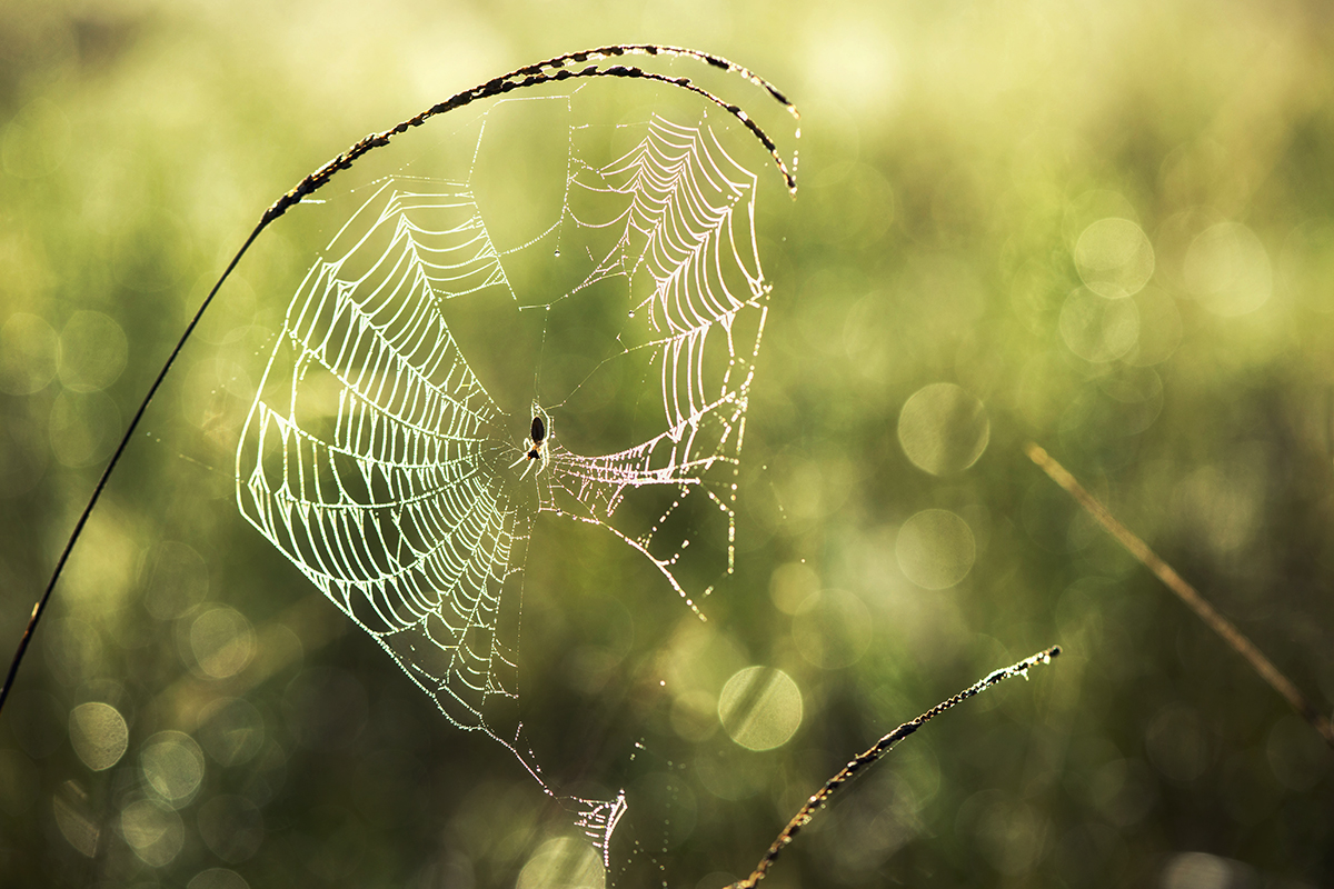 Web In The Meadow