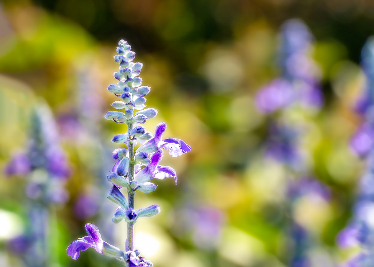 South California Purples