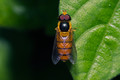 To hover or not to hover