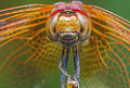 Smiling Dragonfly 