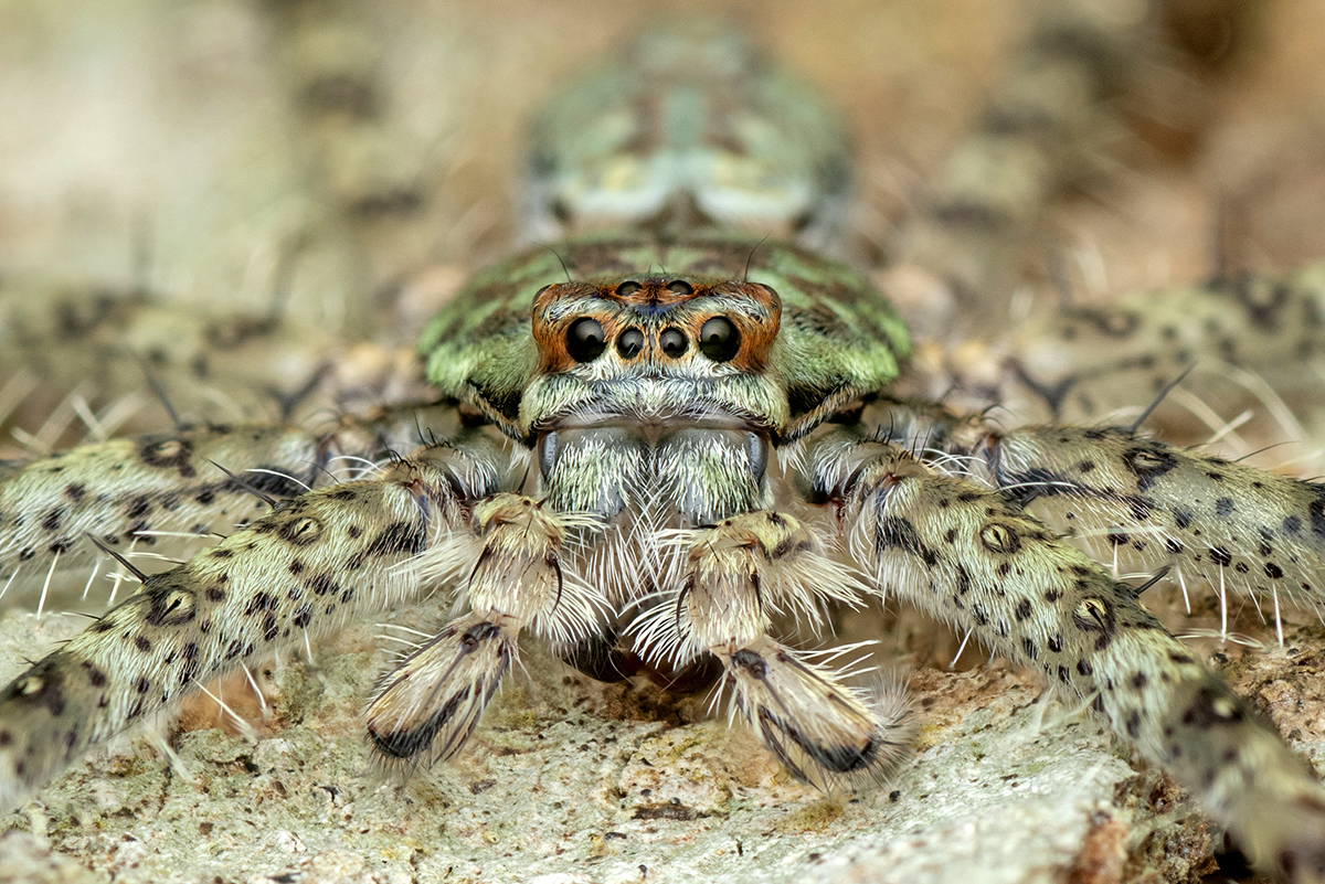 Lichen Huntsman