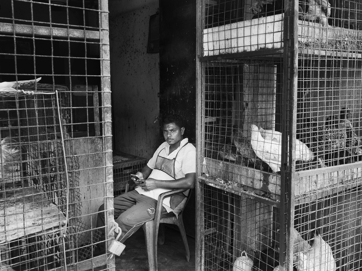 The Poultryman