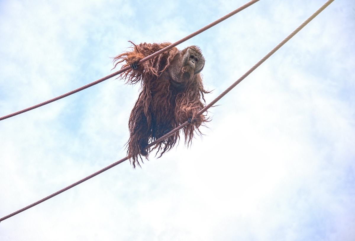 Dreadlocked Sky Walker