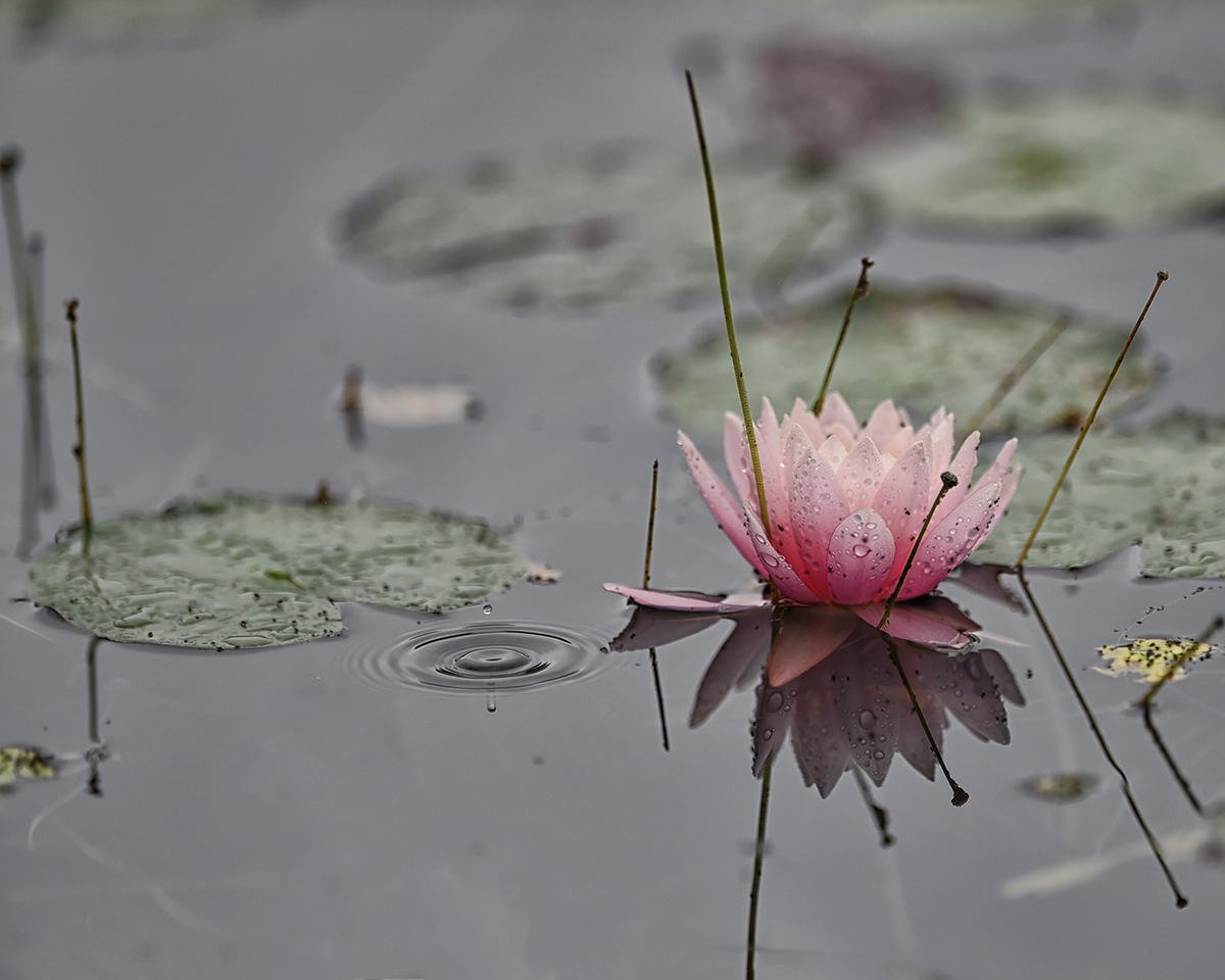 Pond Lilly in the rain