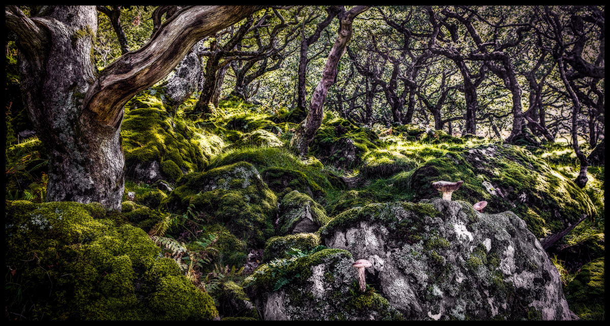 where mushrooms are made