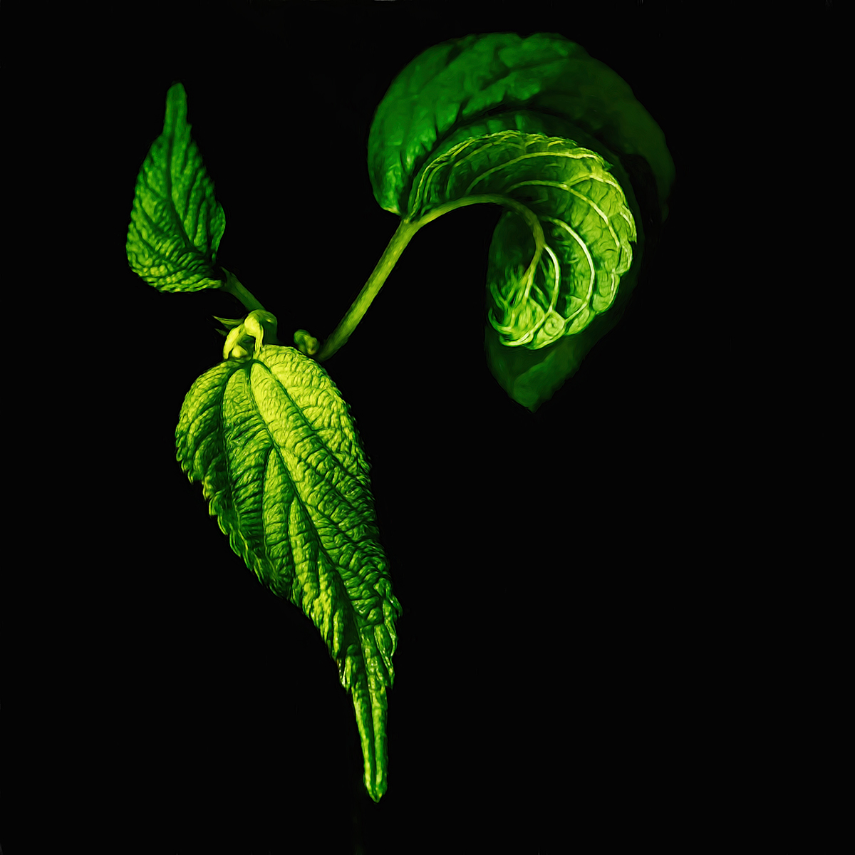 Three Little Leaves