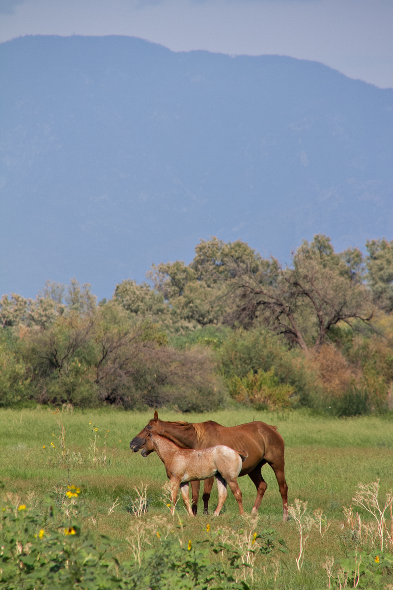 Salt River Wild Horses