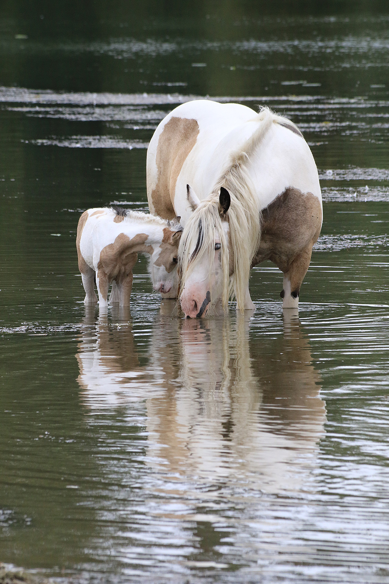 Lead a Horse to Water