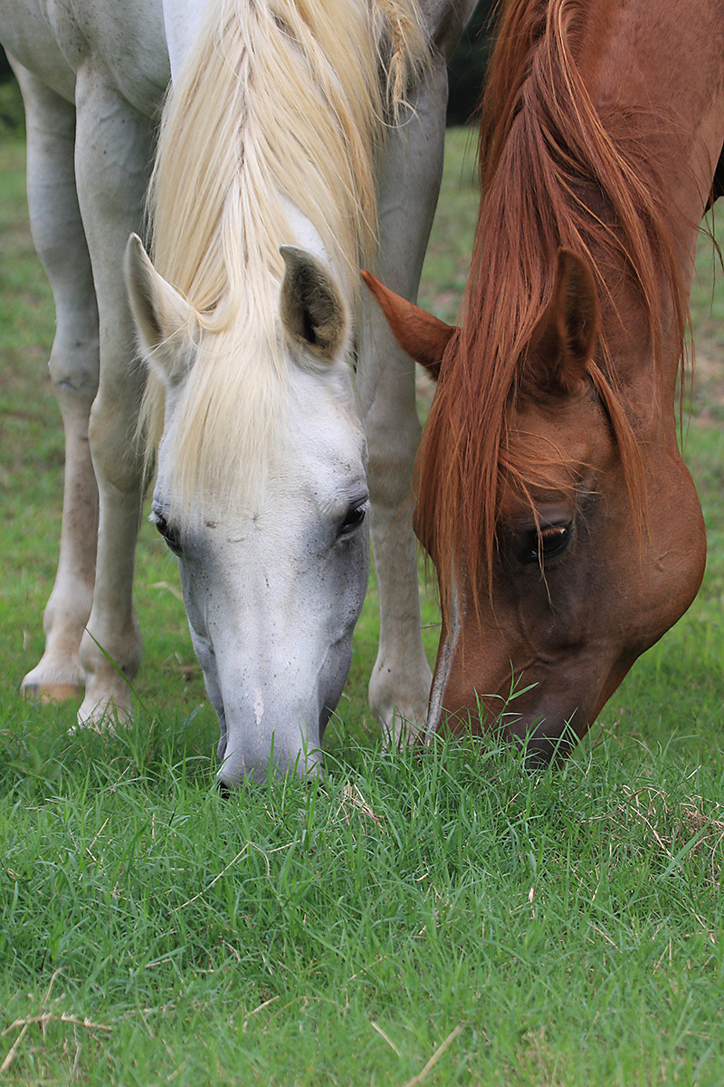 Grass for Two