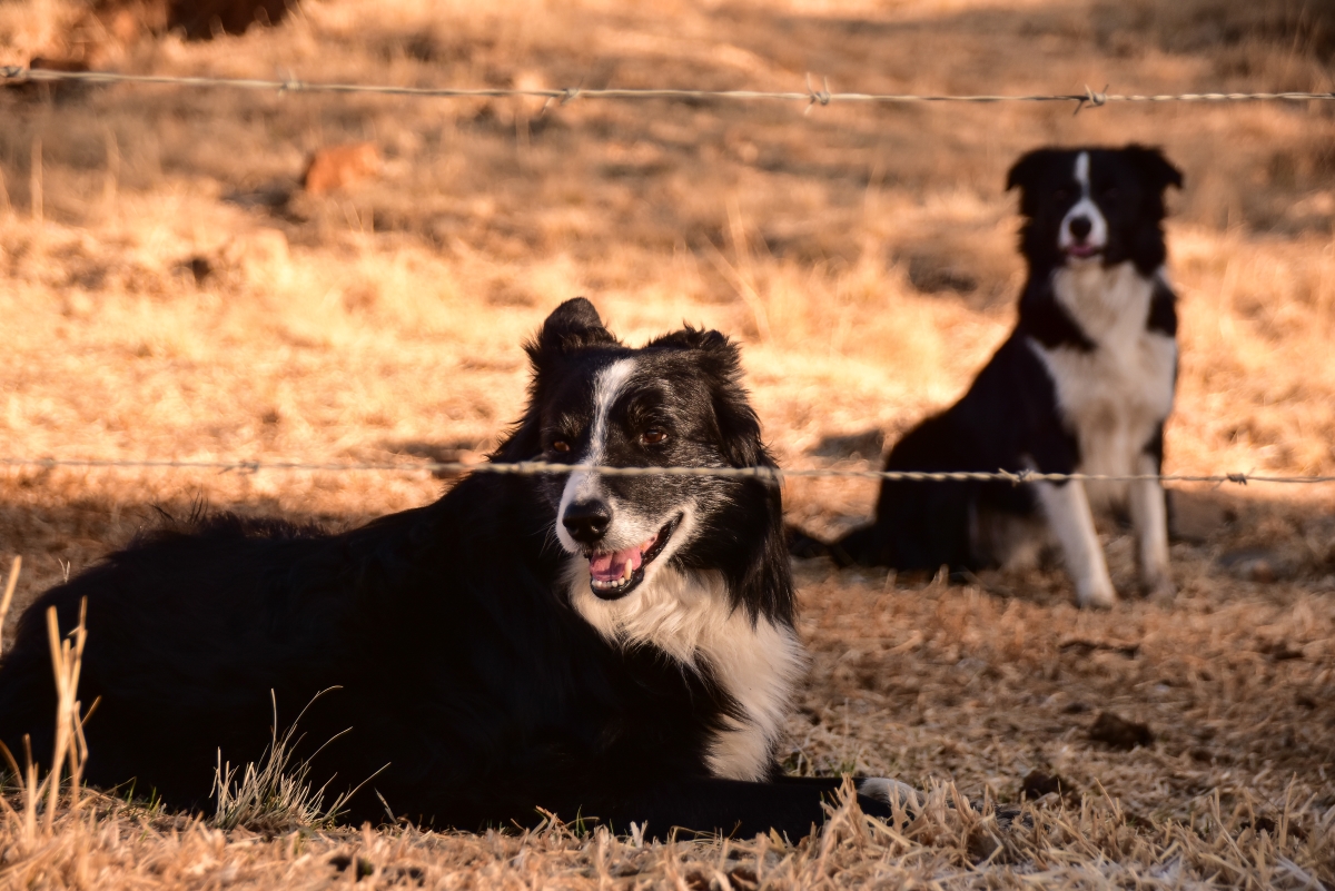 Behind a double fence